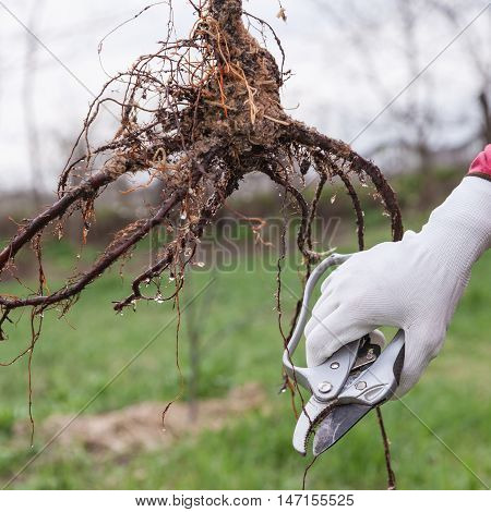 Pruning of root fruit trees before planting into soil step by step guide