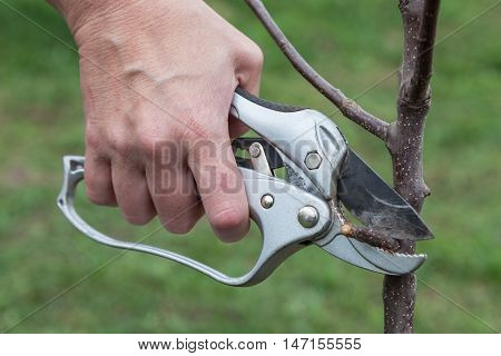 Pruning knot on fruit tree seedlings after planting in soil close up step by step guide
