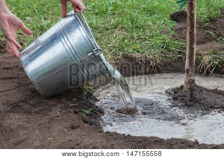 Watering fruit tree seedlings after planting into soil step by step guide