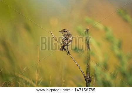 Male young Europian stonechat or Saxicola rubicola seats on twig