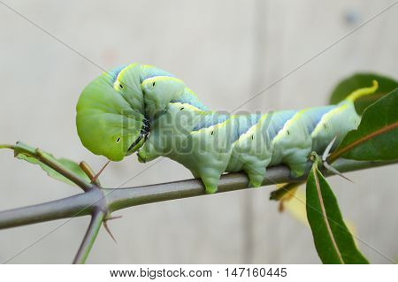 close up green caterpillar on limb , Pergesa acteus