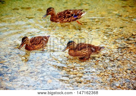 Wild duck is swimming in autumnal lake