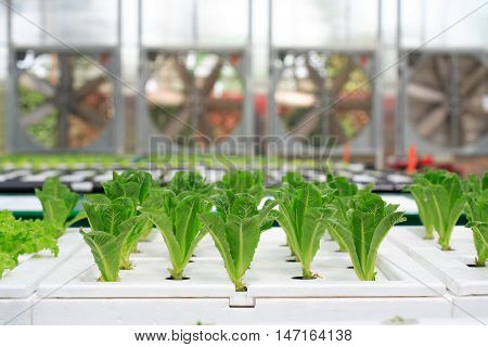 Hydroponic organic vegetable plots cultivation farm, background