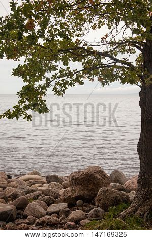 autumn landscape sea shore. oak tree on sea shore