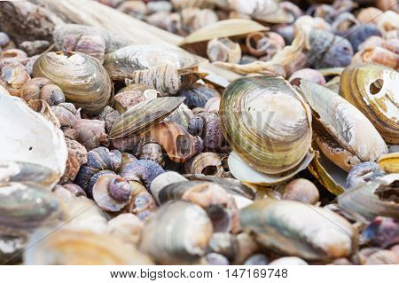 textured background of old damaged clams shells on the sea shore