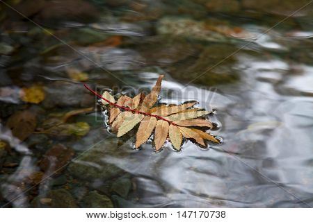 Sprig of autumn rowan leaves on clear water surface