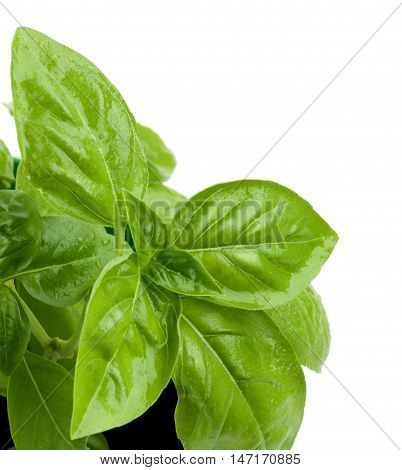 Leafs of Fresh Green Lush Foliage Basil with Water Drops Cross Section on White background