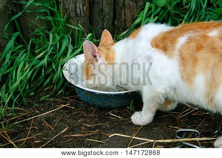 Red Cat Drink Dirty Rainwater From An Old Metal Bowl. The Bowl Is On The Ground Near The Wooden Fenc