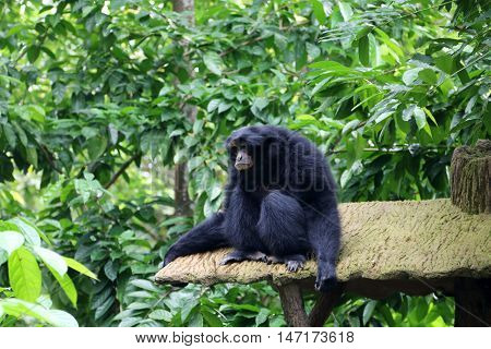 Siamang also known as lesser ape is resting in a rainforest