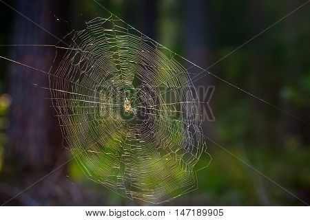 big spider hanging in the center of the web in the forest, brown, yellow and white colors, dark photo