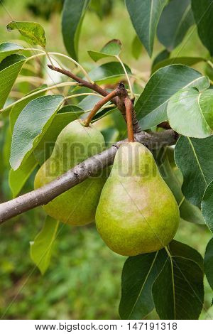 Shiny Delicious Pears Hanging From A Tree Branch In The Orchard..