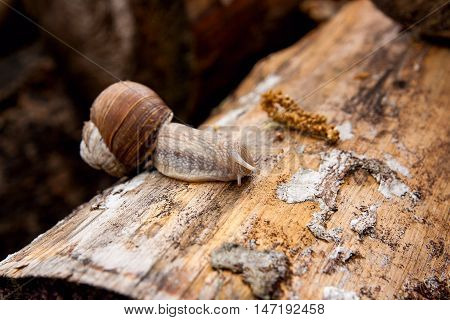 Helix Pomatia, Common Names The Burgundy Snail, Roman Snail, Edible Snail Crawling On The Trunk Tree