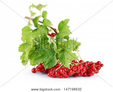 Viburnum (viburnum opulus) berries with its leaves isolated on white