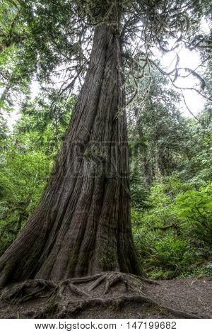 An old growth Western Red Cedar in Olympic National Park