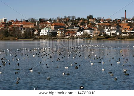 Uccelli in tutto il lago
