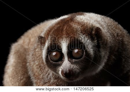 Close-up Face of Cute Lemur Slow Loris Isolated Black background