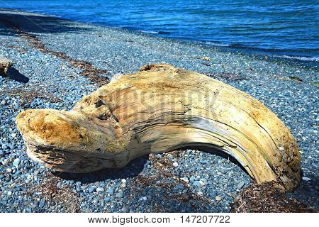 Canada Port Hardy Bay tree trunk water pebbles