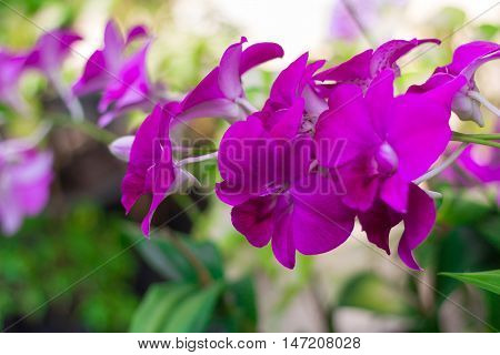 Pink flower background in zoo at Smutprakan Thailand