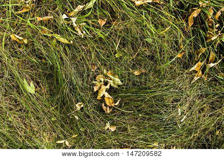 Grass, colors of fall, dry grass, photo grass, dried grass, autumn, autumn texture, autumn pattern, photo of dried grass, yellow, yellow grass, autumn background, hay, autumn time, september, fall background, natural background, nature at fall, grass text