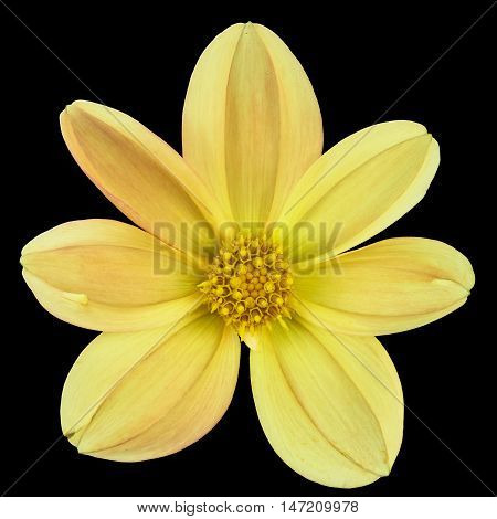 yellow flower Dalia georginia (Dahlia Cav.) in black background