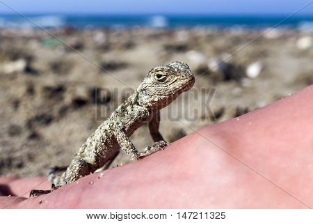 Small saurian (Close-up) on the sea shore