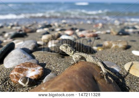 Small saurian (Close-up) on the sea shore