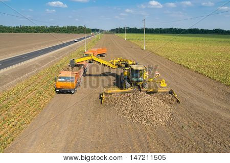 KRASNODAR REGION, RUSSIA - AUG 19, 2015: Machine loads of sugar beet into truck after collecting from fields, In 2015 in Krasnodar region yields reached record level - 58.4 centners per hectare