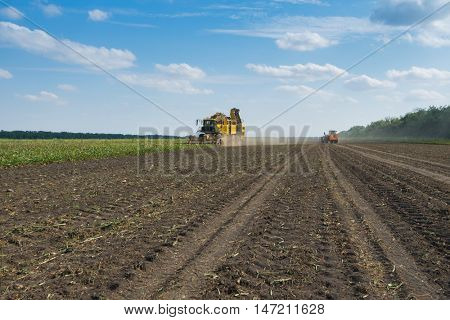 KRASNODAR REGION, RUSSIA - AUG 19, 2015: Yellow harvester harvests sugar beet at field, In 2015 in Krasnodar region yields reached record level - 58.4 centners per hectare