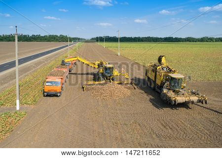 KRASNODAR REGION, RUSSIA - AUG 19, 2015: Machine loads of sugar beet into truck after hasvest, In 2015 in Krasnodar region yields reached record level - 58.4 centners per hectare