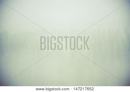 thick fog covered with thick coniferous forest. forest with a bird's eye view . coniferous trees, thickets of green forest. fog covered with thick coniferous forest.