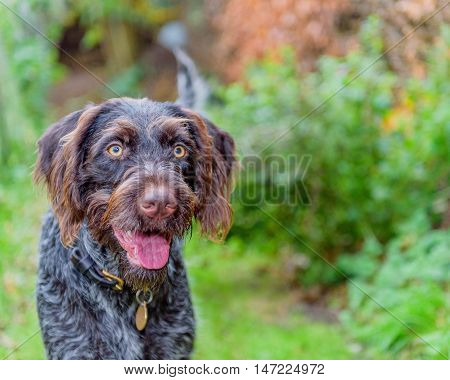 Purebred German Wire-haired Pointer