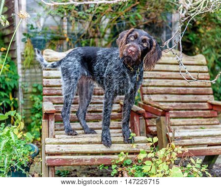 Purebred German Wire-haired Pointer