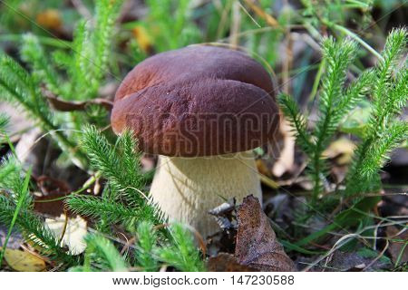 White fungus in a forest clearing in the summer. Russia.