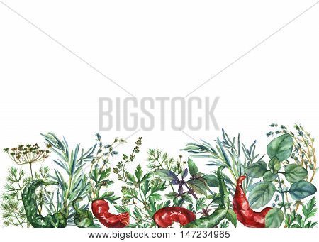 Watercolor herbs and spices frame. Hand painted food objects: basil, rosemary, parsley, oregano, thyme, dill, knot-grass, green and red pepper on white background.