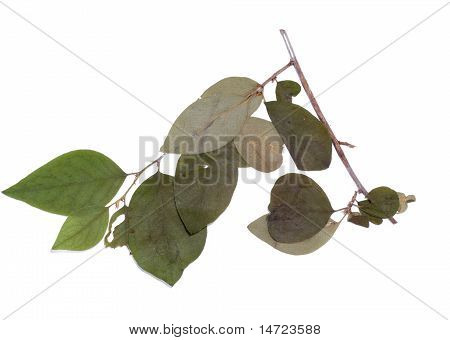 Cotoneaster