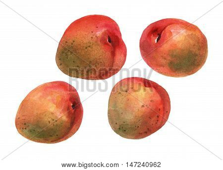 Apricots. Hand drawn watercolor painting on white background.