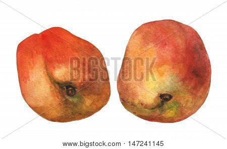 Peaches. Hand drawn watercolor painting on white background.