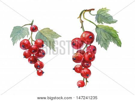 Red currant. Hand drawn watercolor painting on white background.