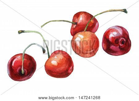 Cherries. Hand drawn watercolor painting on white background.