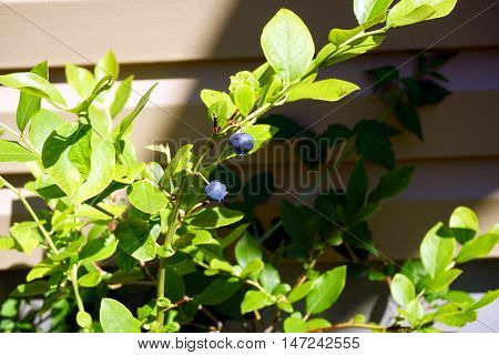 Blueberries ripen on a blueberry bush (Vaccinium corymbosum) in a garden in Harbor Springs, Michigan during August.