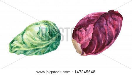 Red and green cabbage head. Hand drawn watercolor painting on white background.
