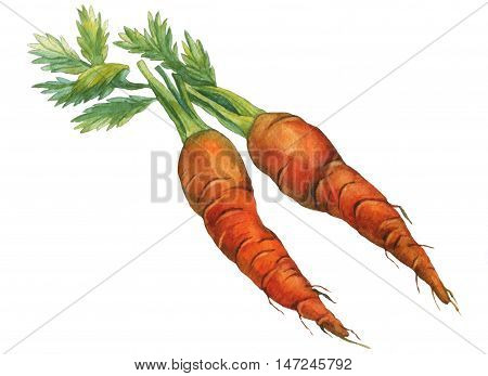 Carrots. Hand drawn watercolor painting on white background