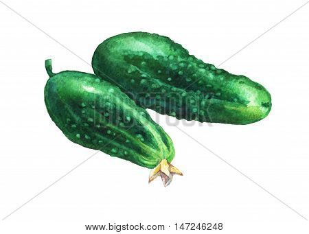 Сucumbers. Hand drawn watercolor painting on white background.