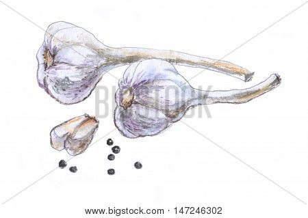 Garlic and pepper. Pastel drawing on white background.