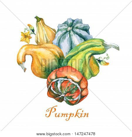 Pumpkins. Decorative pumpkins watercolor painting on white background.