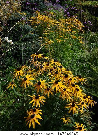 Garden flowers photographed at Colby Woodland Garden near Amroth in Pembrokeshire