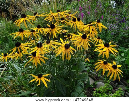 Garden flowers photographed at Colby Woodland Garden near Amroth in Pembrokeshire
