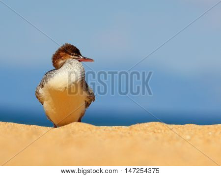 Young Female Merganser on a Sandy Beach