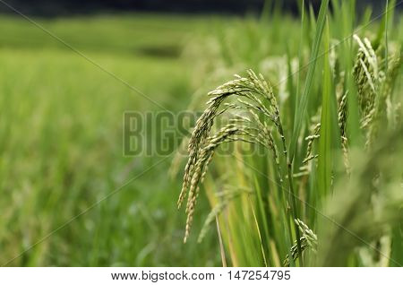 Terraced rice field in rice season in Vietnam