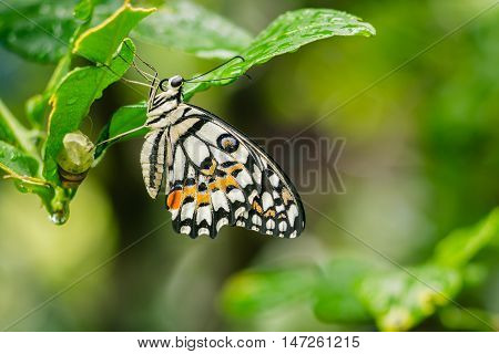 lime Butterfly out of the cocoon in the rainy season